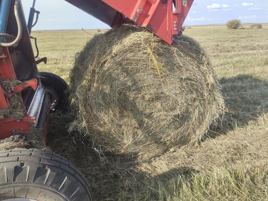 Продам сено шөп сатам