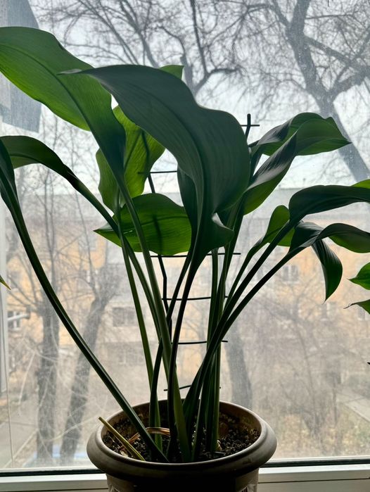 Комнатные растения, цветы, дом и сад, Эухарис, Амазонская лилия