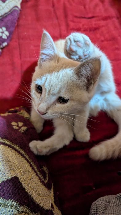 Mushukcha hadiyaga beriladi