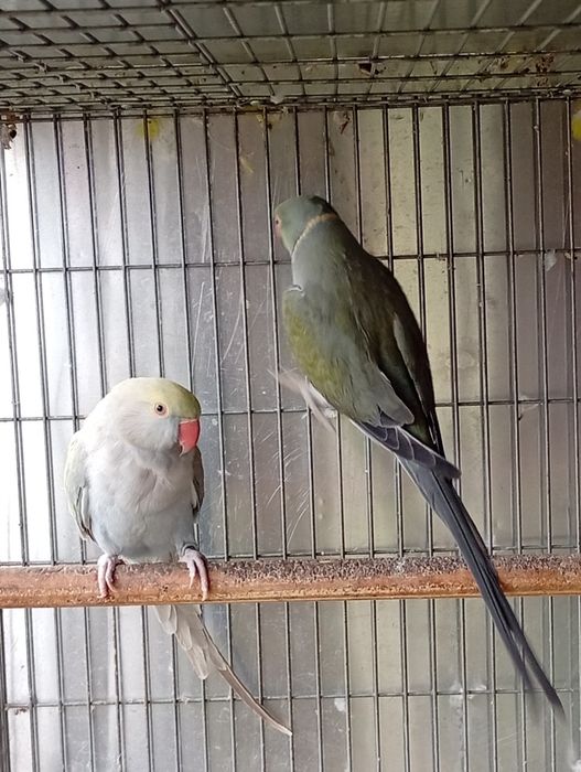 Vând papagali Micul Alexandru