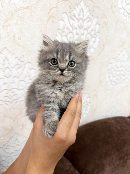 Продаются породистые котята