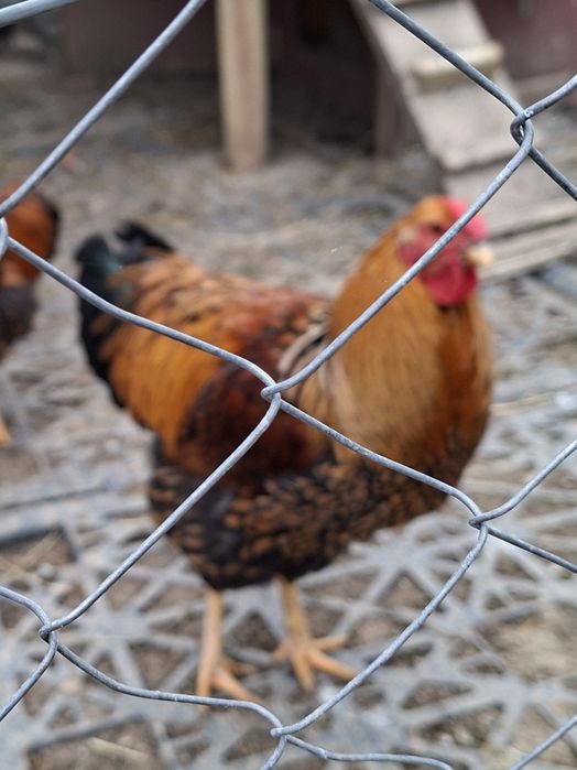 Vând cocos și puicute 2025 Wiandotte  argintiu - Gsg și Australorp