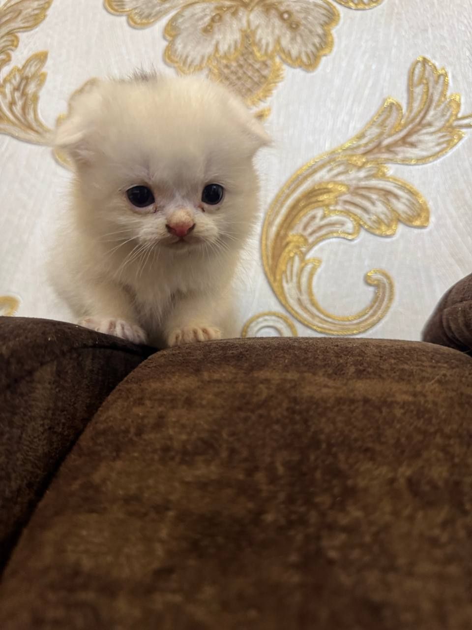 Кошка скоттиш  страйд