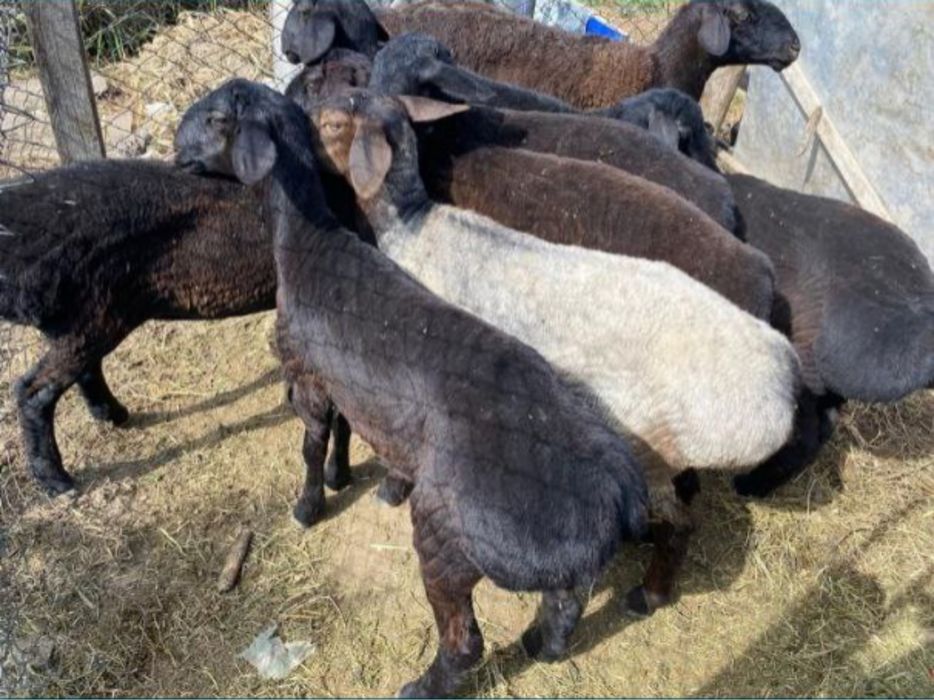 Қойлар тоқтылар бағылған семіз