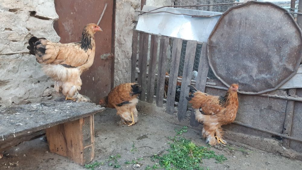 Pui Brahma negru si columbia