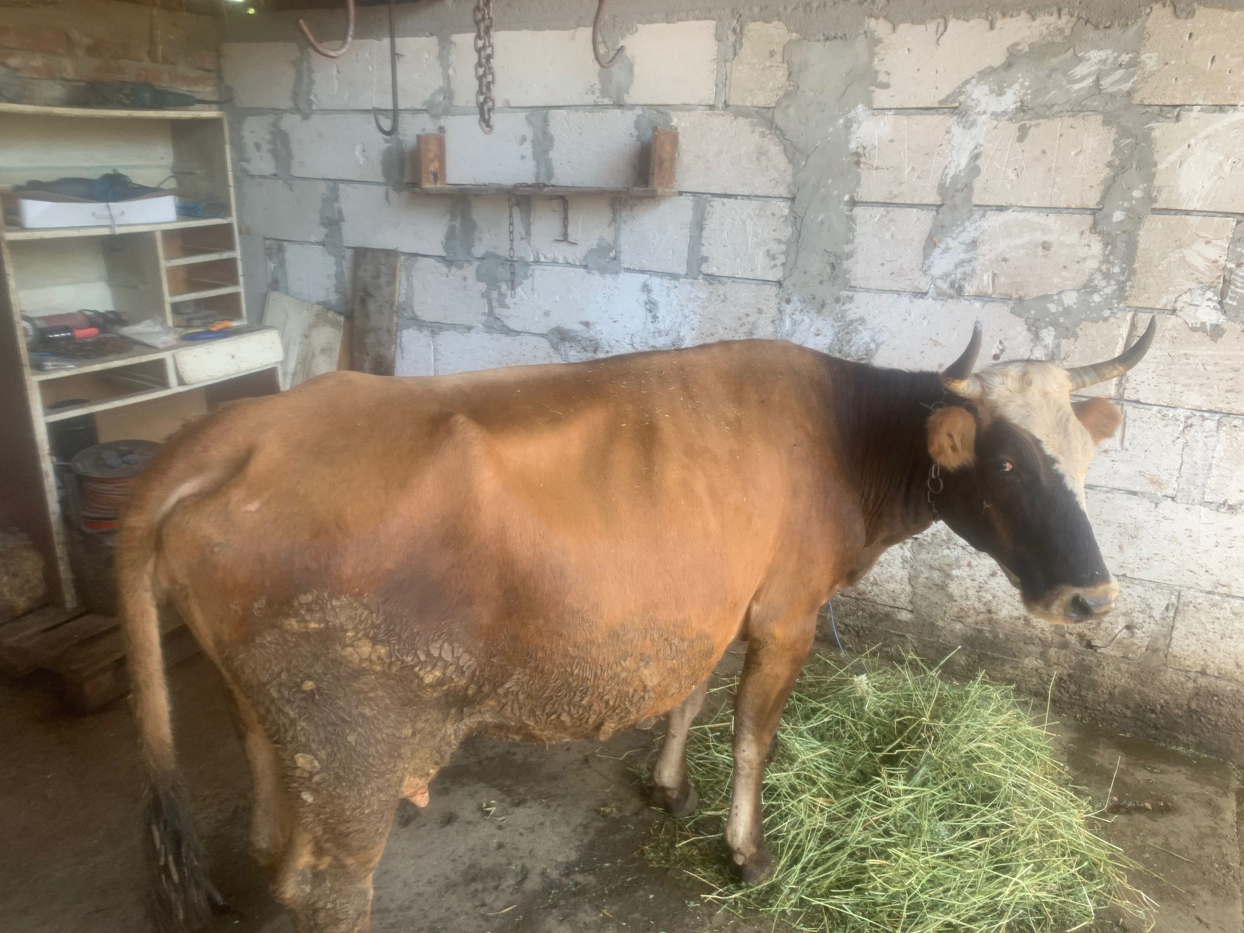 Vaca de vanzare de lapte