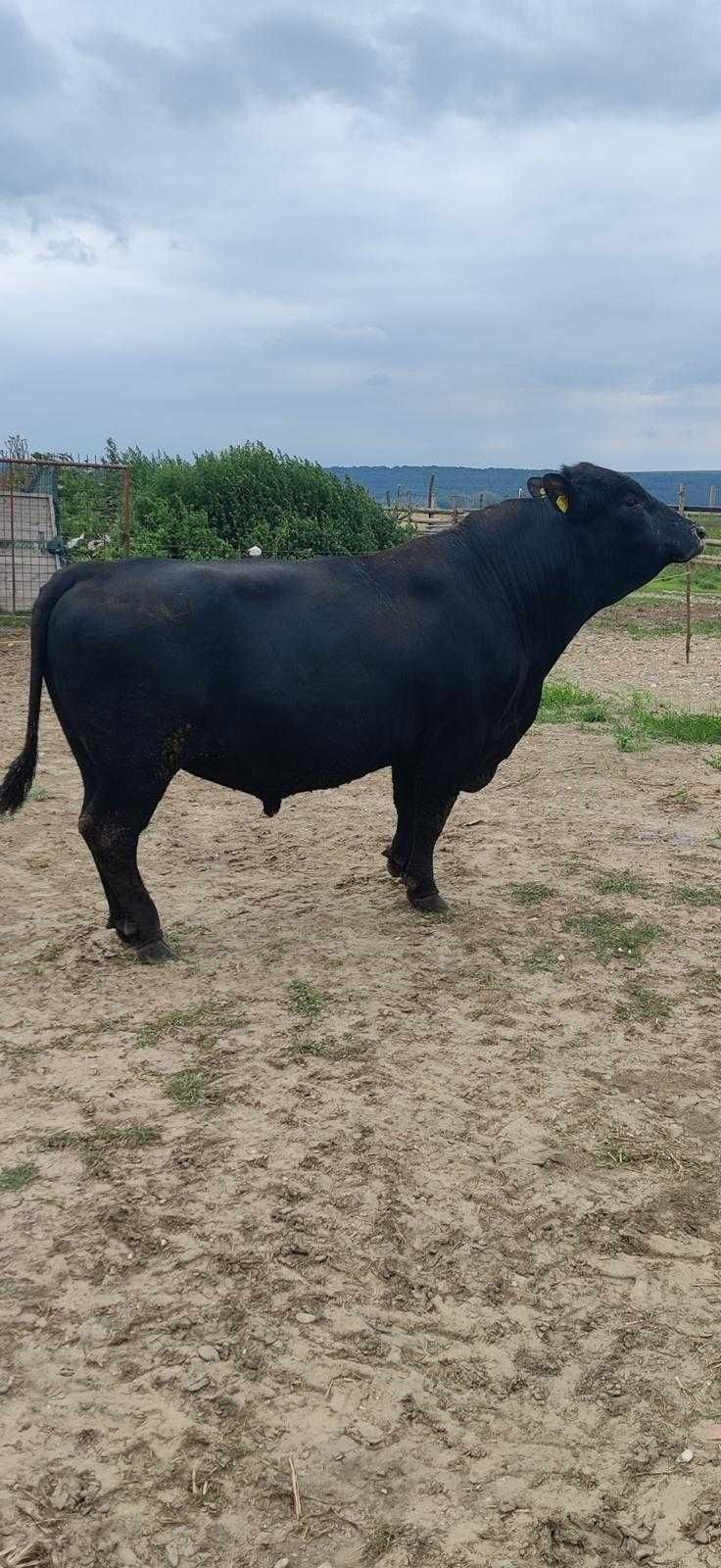 De vanzare, taur Aberdeen Angus, varsta 4ani