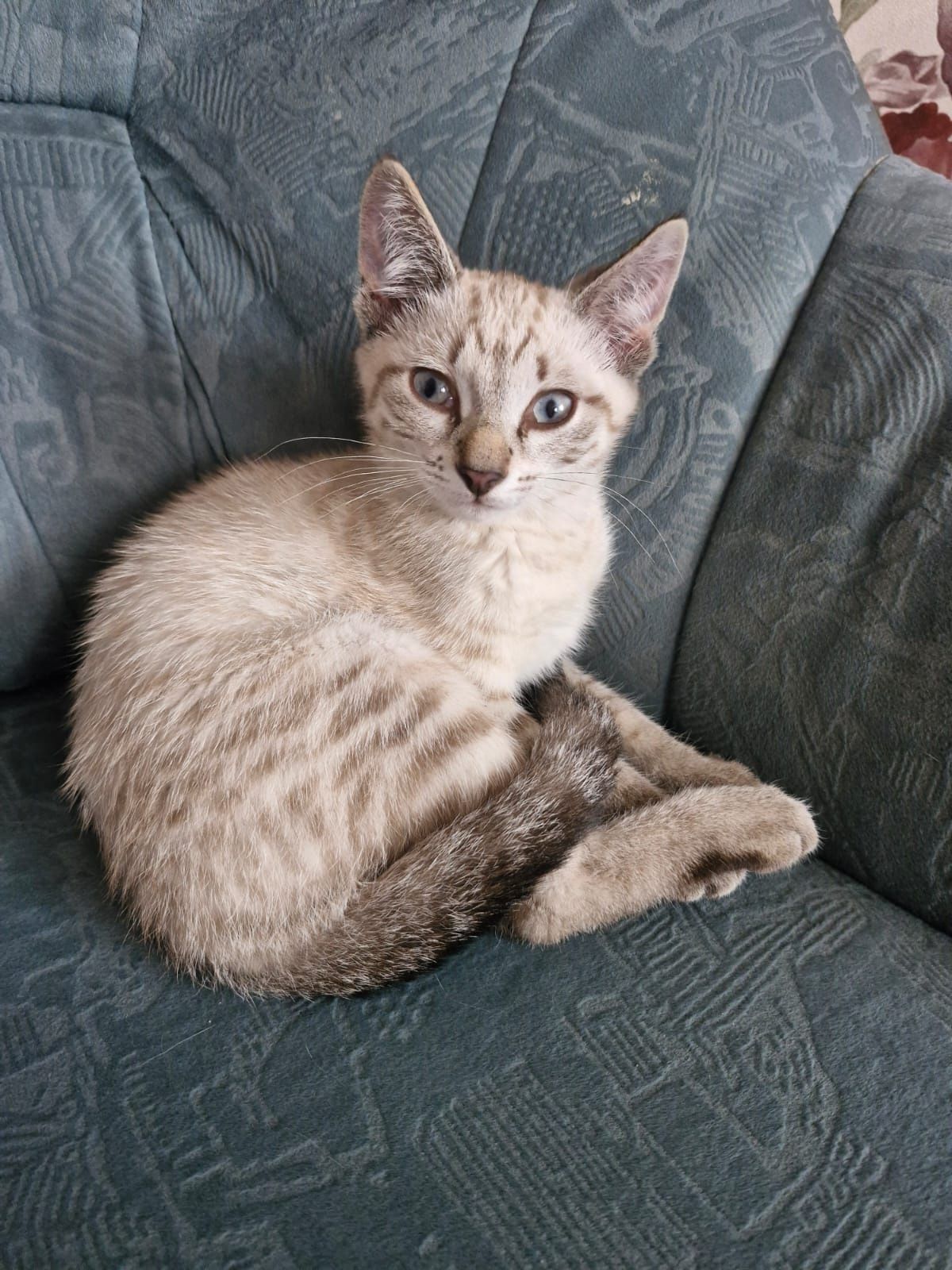 Котят в добрые руки