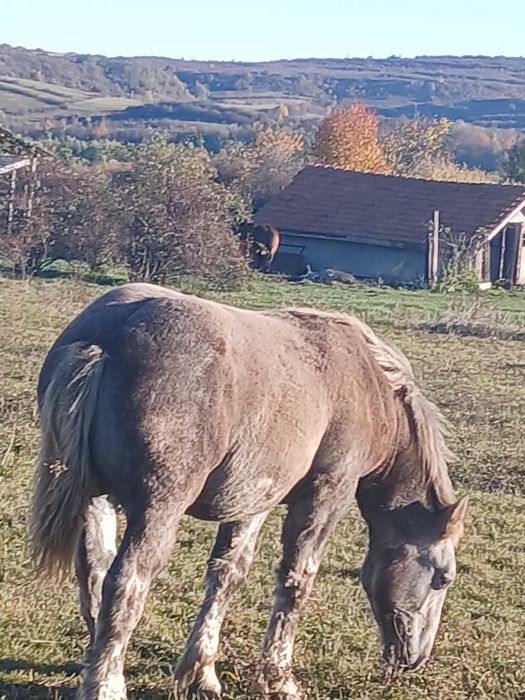 Iapa  de 10ani cu mânz de 5 luni