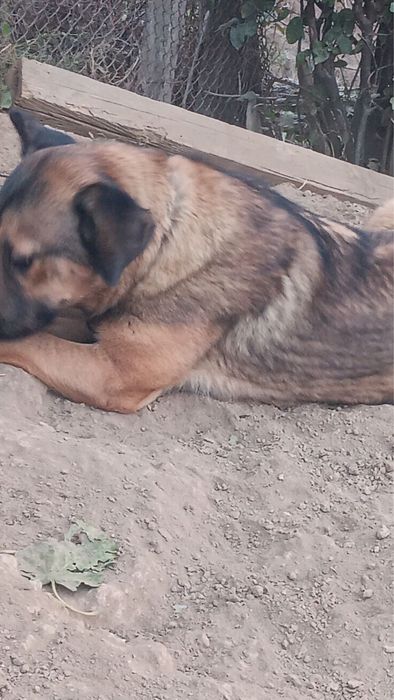 Подаряваме куче ваксини има и е кастрирано