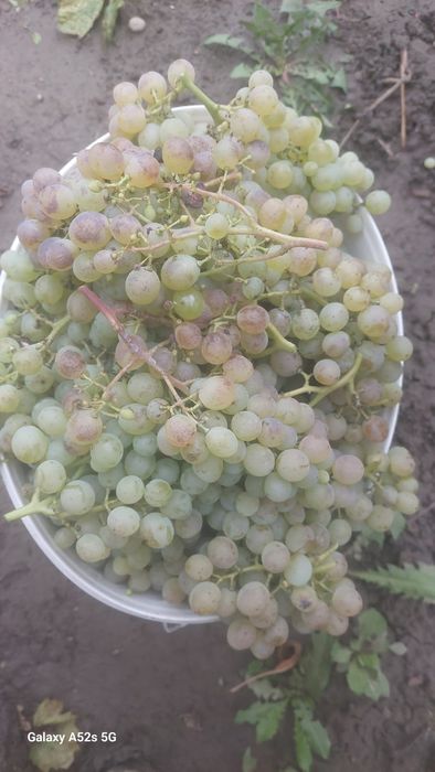 De vanzare struguri