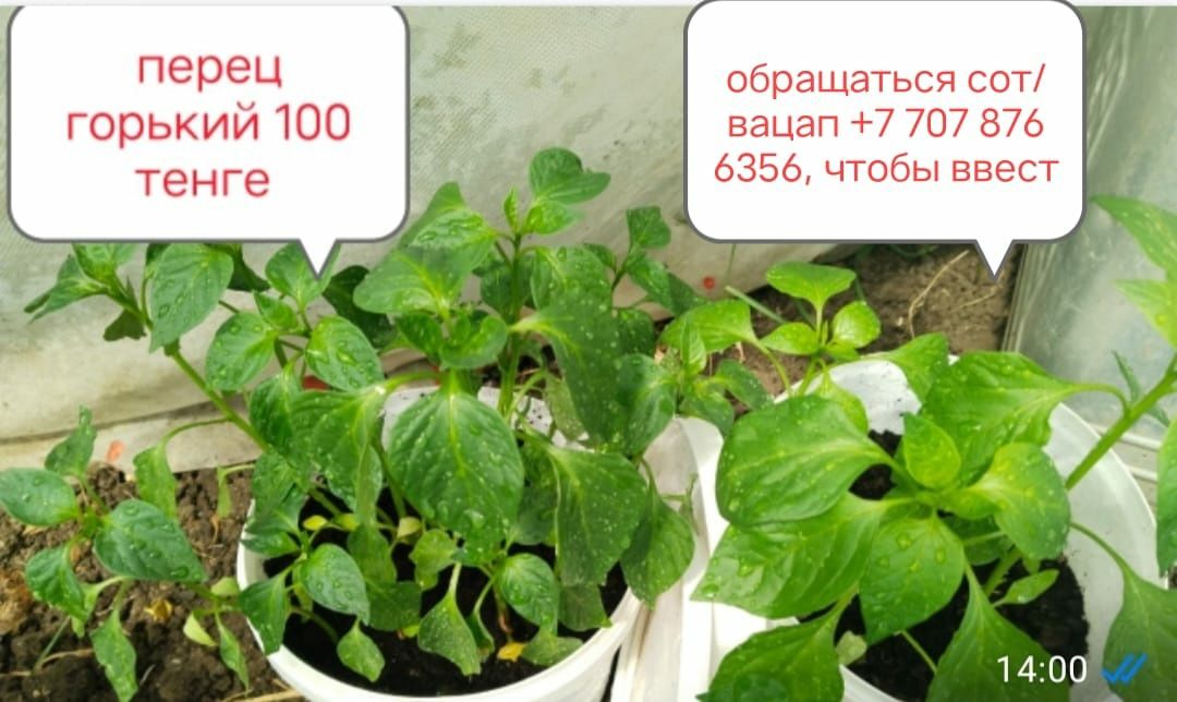 Продается рассада