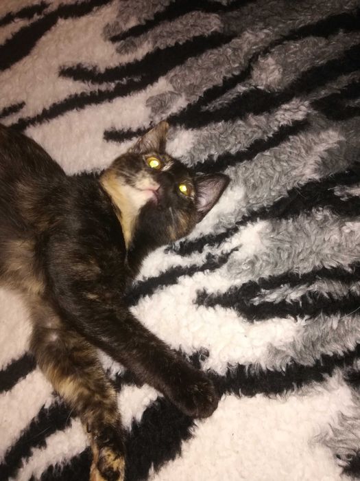 Подарявам коте на три месеца