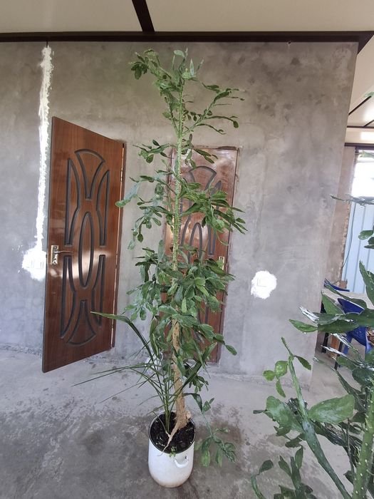 Опунсия ва нопал турига мансуб