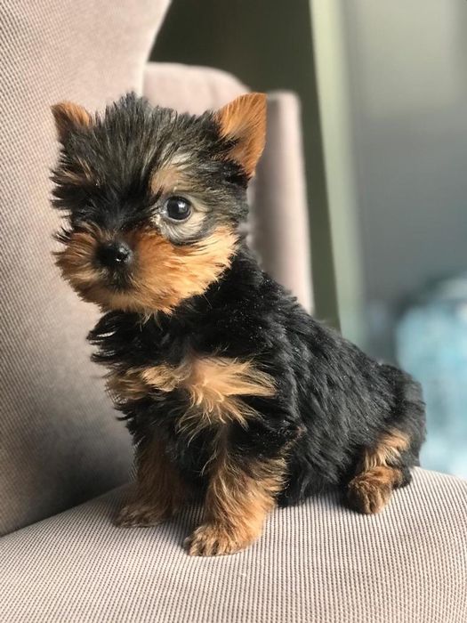 Yorkshire terier mini toy