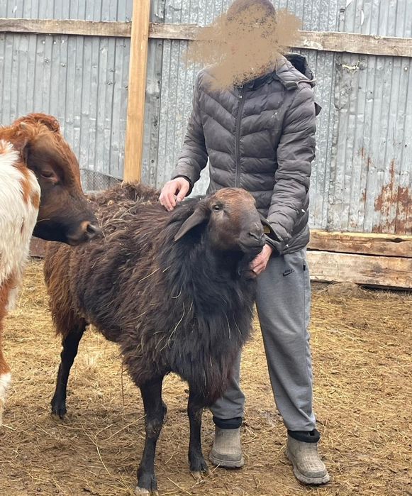 Кушкар,два  года