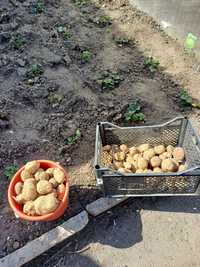 Картофель для посадки