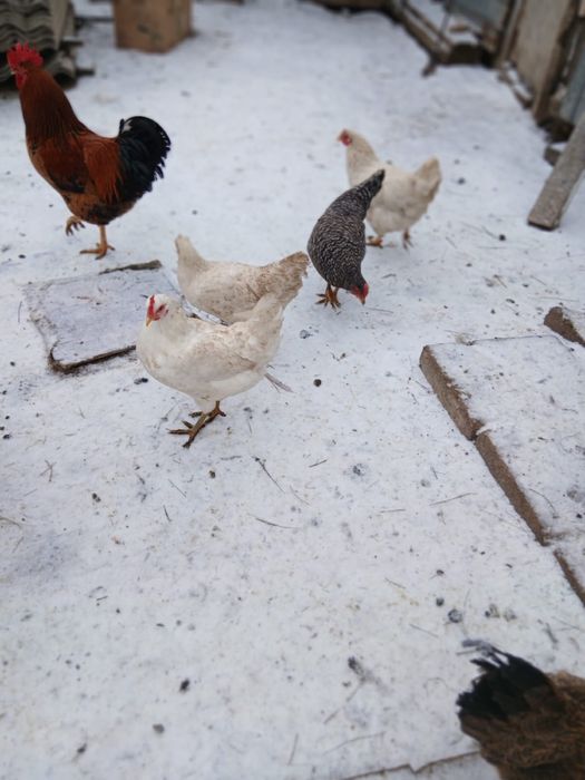 Продам молодых курей молодых