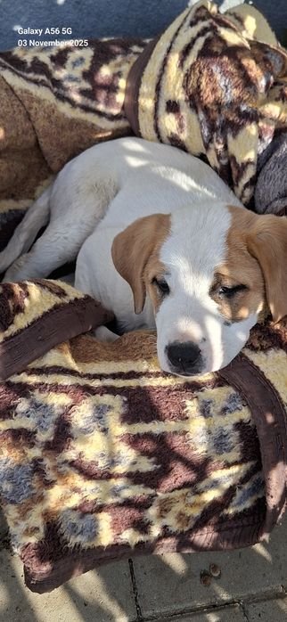 O Cățelușă pt adopție