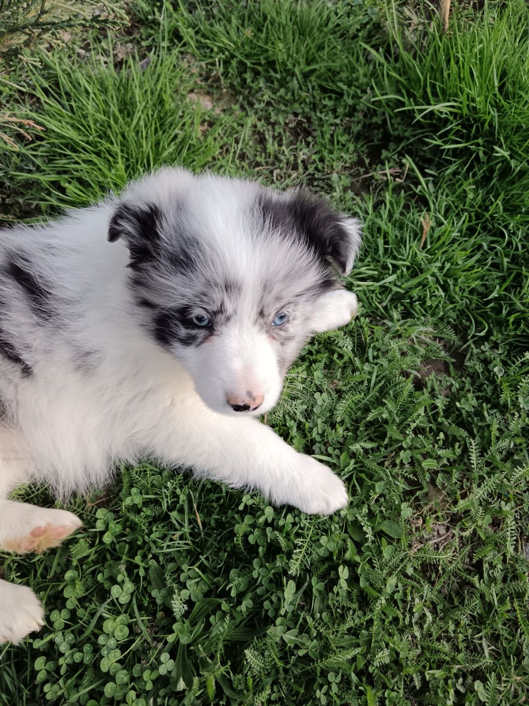 Border collie puiuți