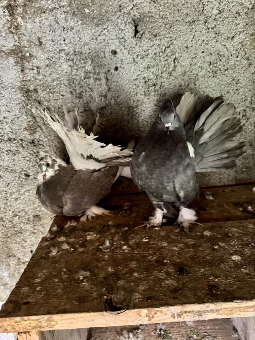 Porumbei Voltati Indieni