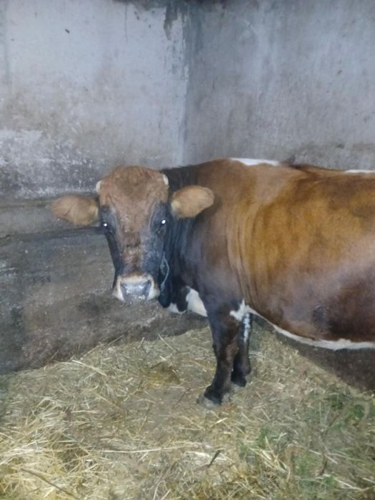 Vând vaca de 6 ani gestanta din august 10 litri lapte