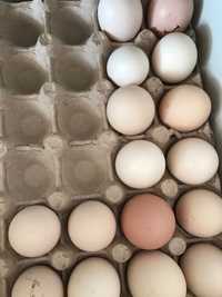 Oua pentru incubat de brahma potarnichiu