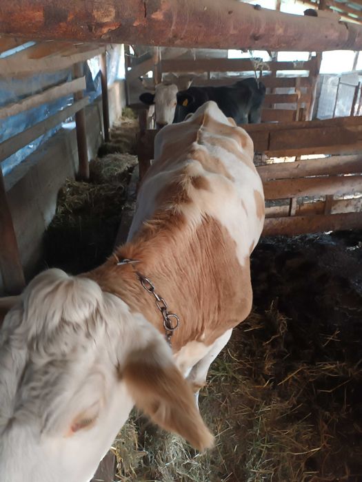 Vaci Reforma pentru abatorizare.