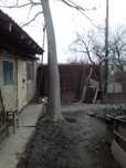 Дерево орех большое