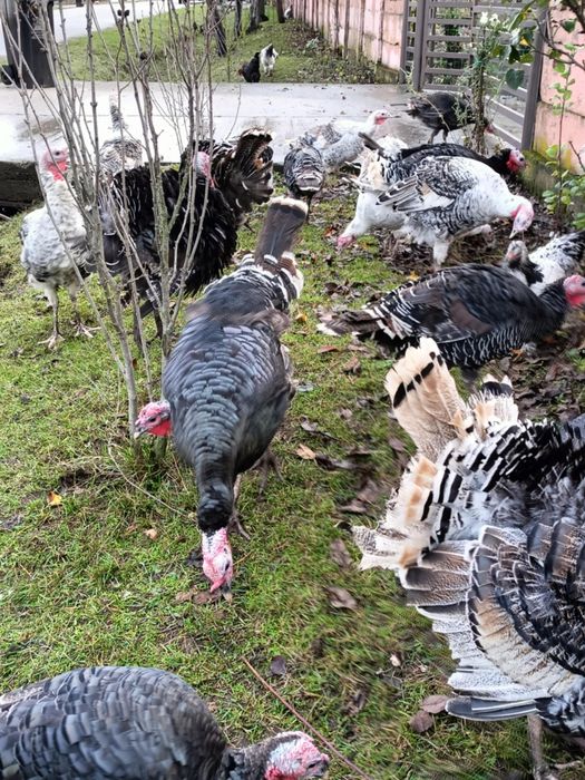 Curci și curcani de vânzare!