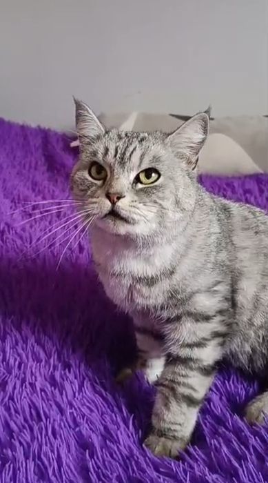 Очаровательная Дымка!