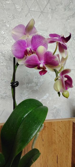 Орхидея Phalaenopsis Orchids in Purple