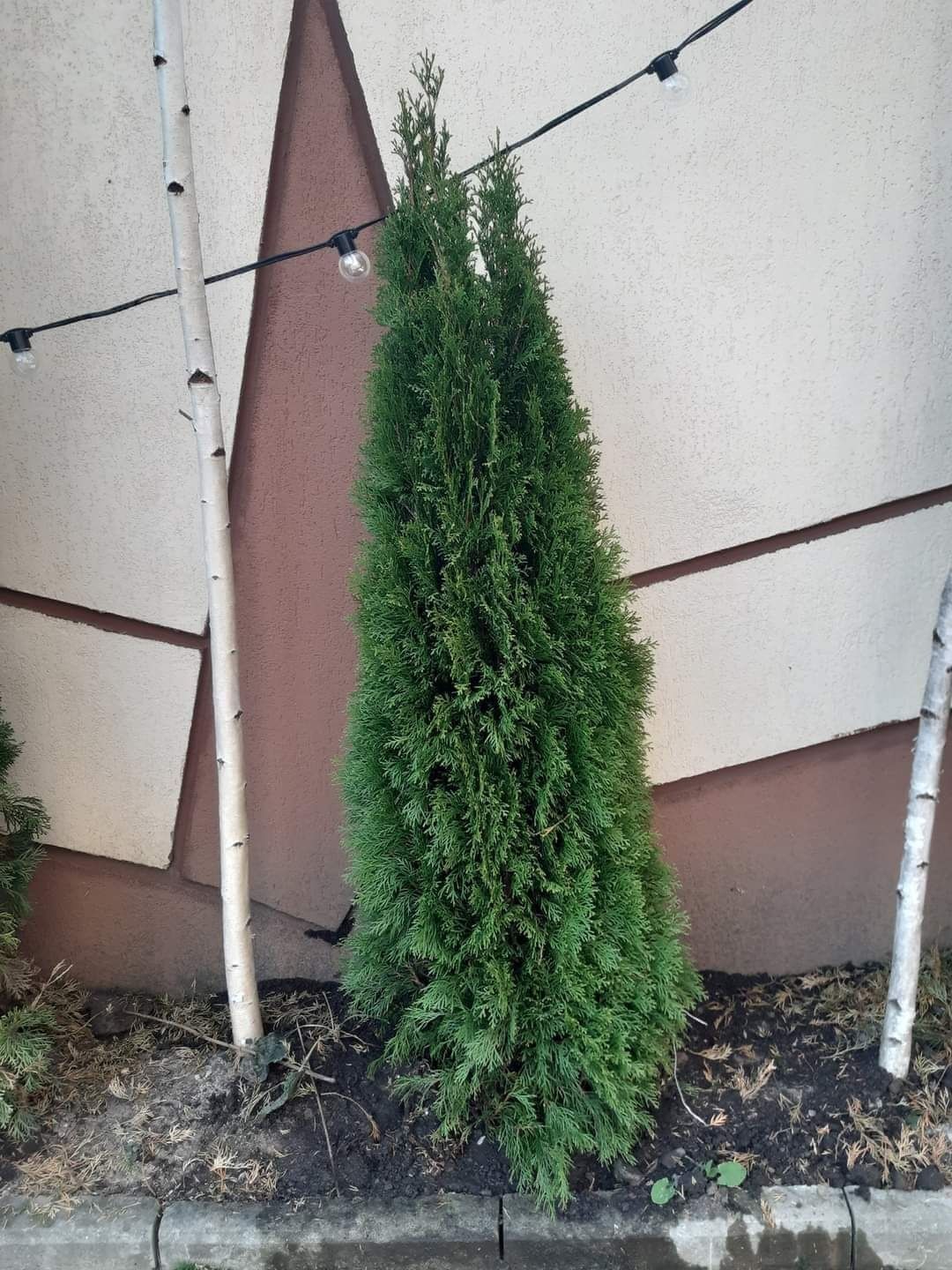 Plante ornamentale la preț mic