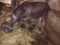 Vând vițel 450kg