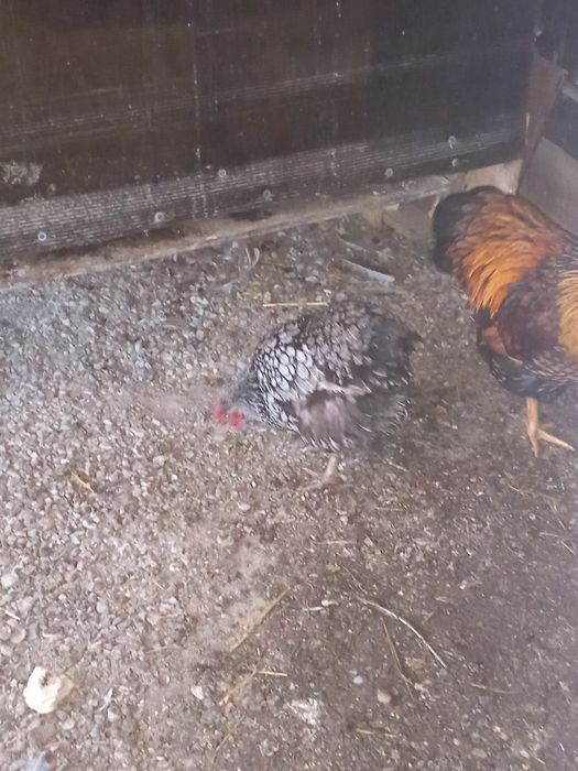 Cocos wyandotte 2025