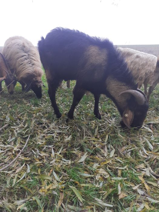 Vand tap anglonubian