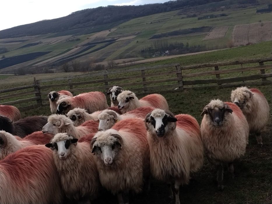 Vând 60 de oi tinere