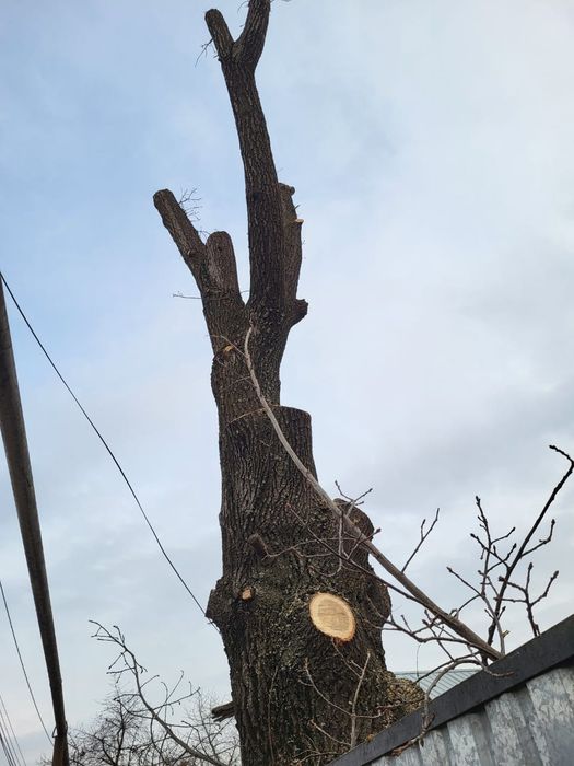 Спил распил дерево обрезка плодовых деревьев