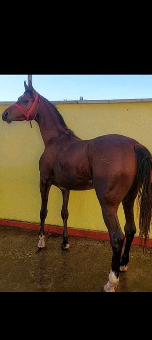 Vind harmăsar pur sânge arab