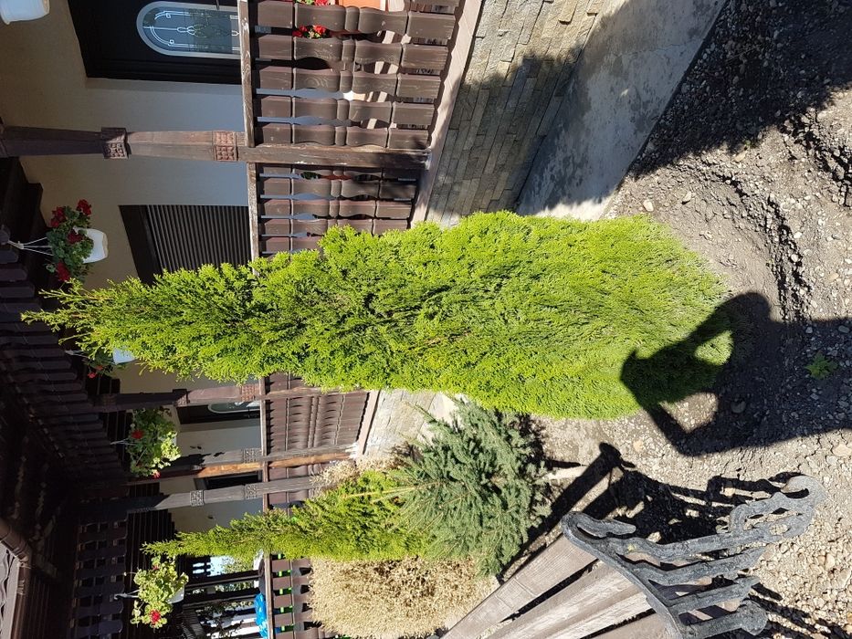 Plante ornamentale