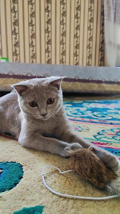 Британская короткошерстная кот