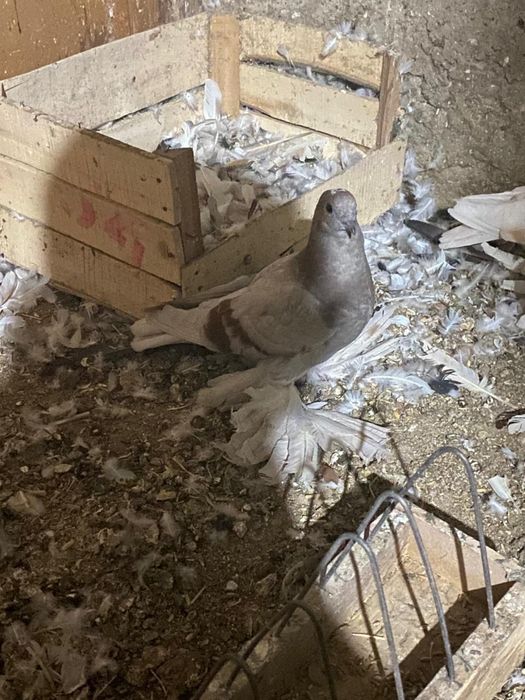 Сиринивы     есть