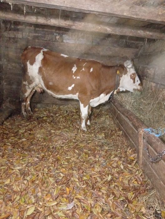 Vând vaca  de cinci ani.