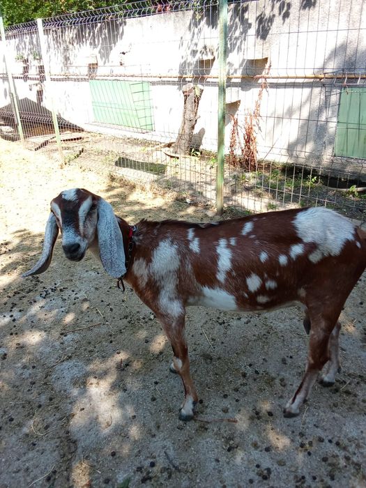 Vând Capre Anglonubiene