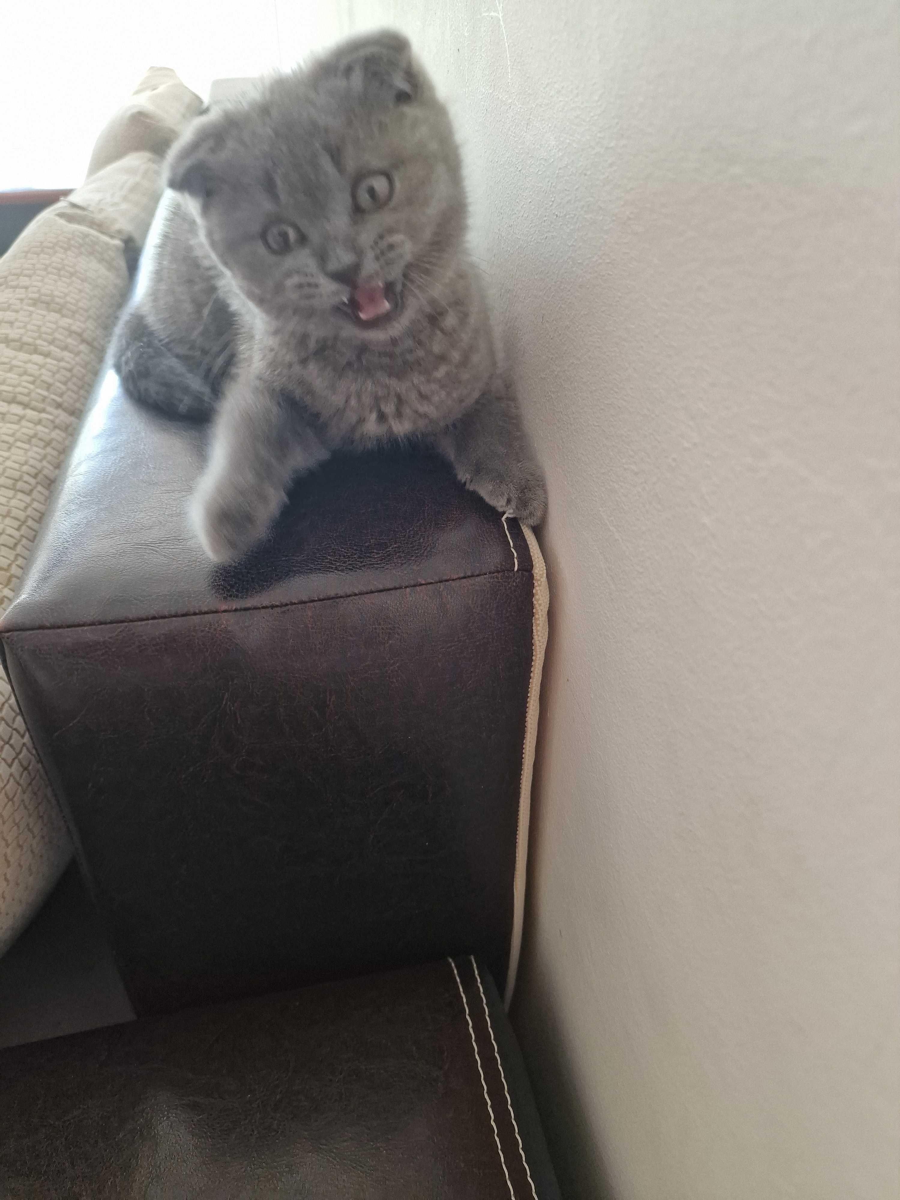 Котка британска клепоуха