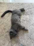 Scottish Fold bolasi sotiladi