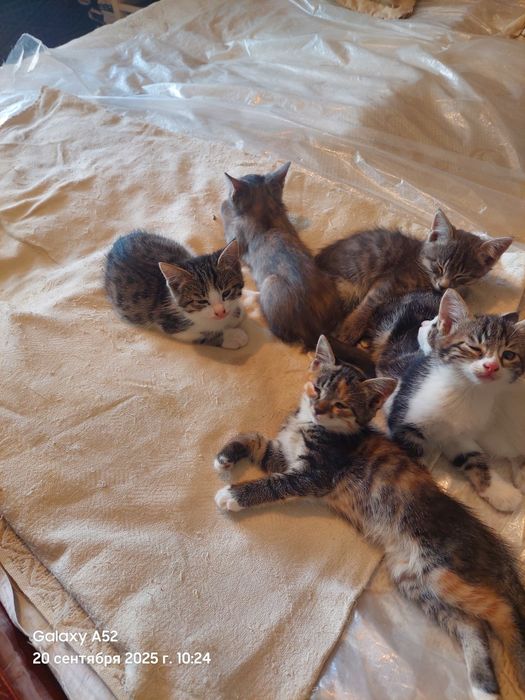 Котята в добрые руки