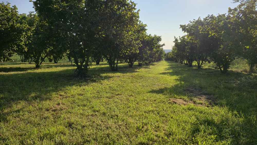 Plantație cu aluni