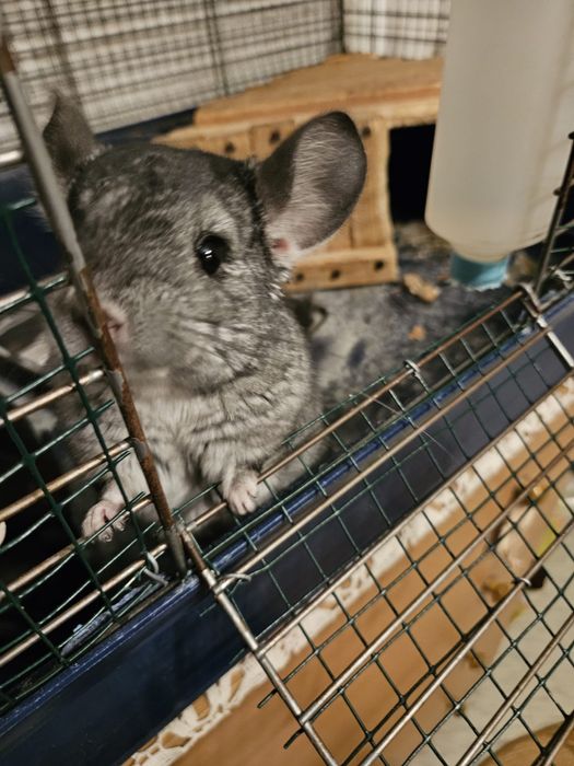 Vand pui chinchilla/sinsila