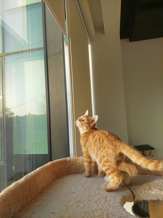 Котенок мальчик Ташкент